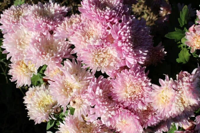 Le chrysanthème, beauté d'automne, ne doit pas être cantonné aux cimetières, il fait merveille au jardin.