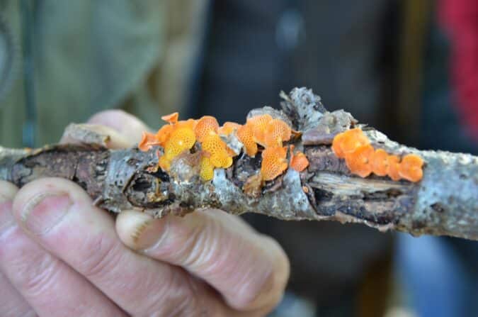 Le rarissime australien Favolescia Calocera, découvert pour la 1ère fois en Comminges par Charles Dugros.