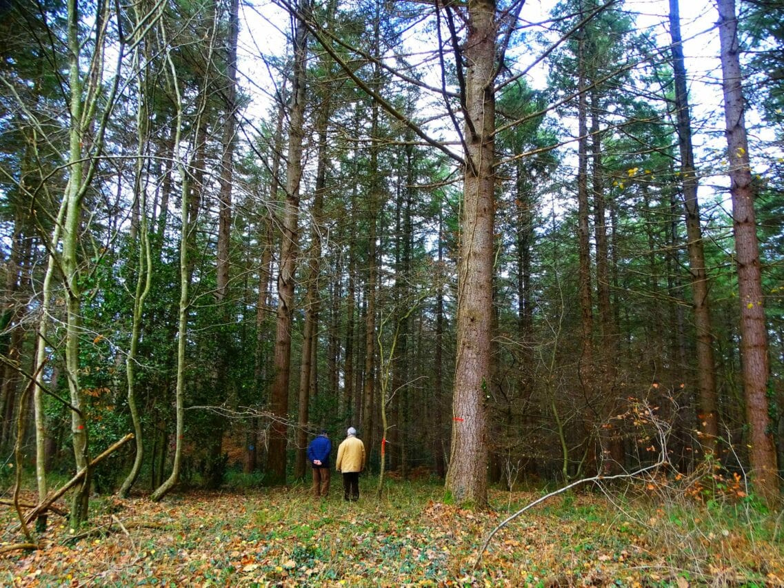 Un rassemblement pour protester contre la plantation de résineux en forêt du Touch est prévu par le Collectif de défense le 20 février.