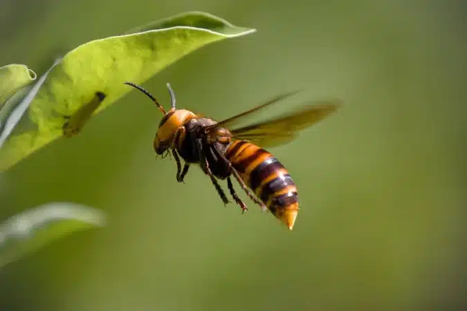 Le frelon asiatique, cauchemar des abeilles et des apiculteurs, c'est le moment de poser les pièges.