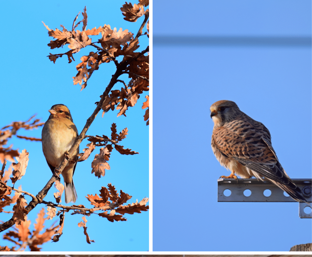 Un stage pour tout savoir des oiseaux du jardin.