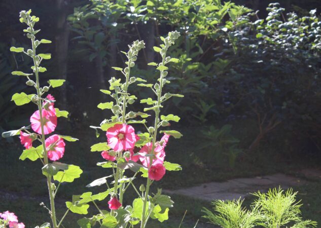 La rose trémière, une belle romantique à multiplier dans le jardin.