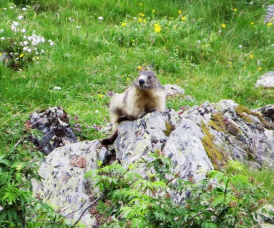 Sentinelles de la montagne, les marmottes ont salué les marcheurs blajanais au lac Nère.
