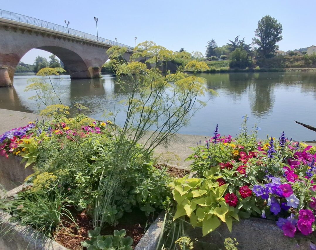 ça pousse en bord de Garonne