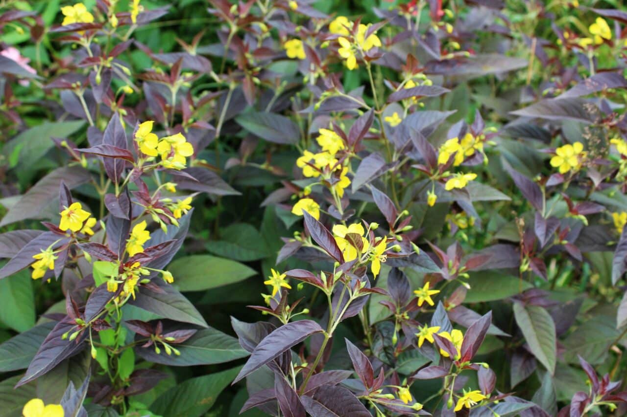 La lysimaque pourpre, une valeur sûre au jardin.