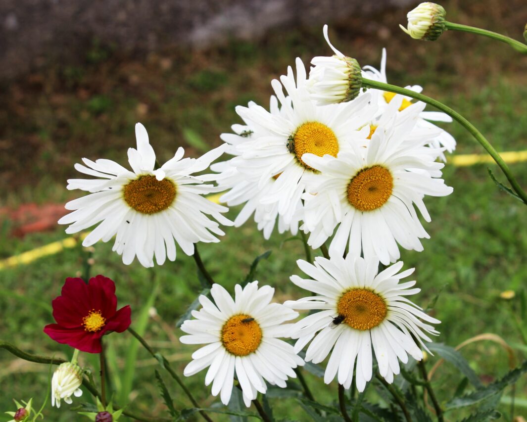 La marguerite, à la fois simple et chic, un atout au jardin.