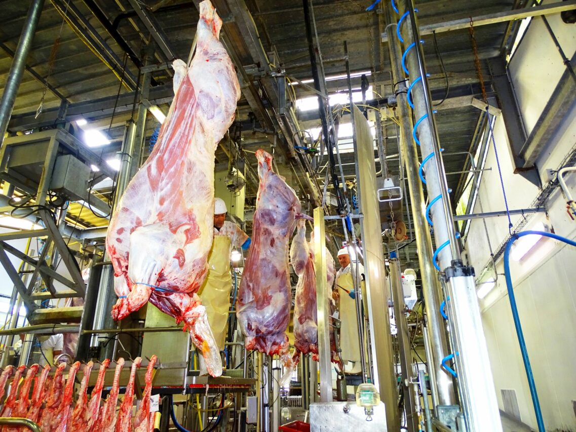 Les abattoirs de Boulogne font l'objet d'une plainte pour mauvais traitements de la part de l'association L214.