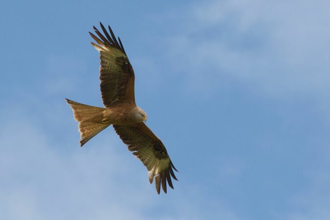 Pour découvrir la faune et la vie sauvage de la région, le documentaire Pyrénées Sauvages à Aurignac.