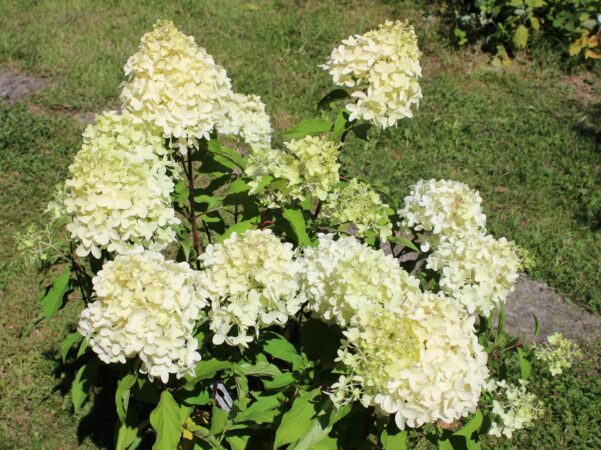 Le magnifique Hydrangea Paniculata Pinkachu, lumière et élégance au jardin.