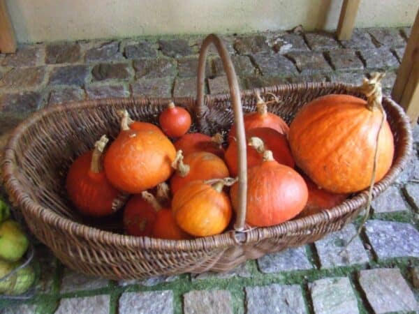 Incontournable de l'automne, la nombreuse famille des cucurbitacées.