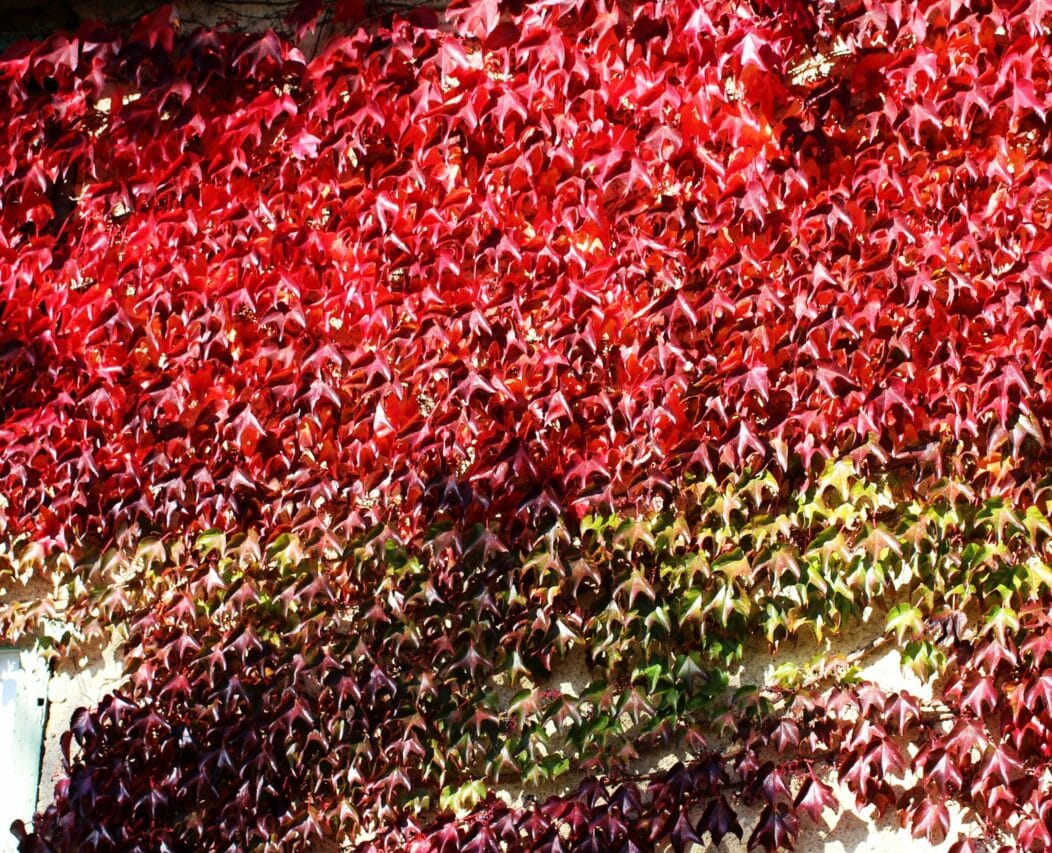 Les flamboyances de l'automne avec l'ampelopsis vigne-vierge.