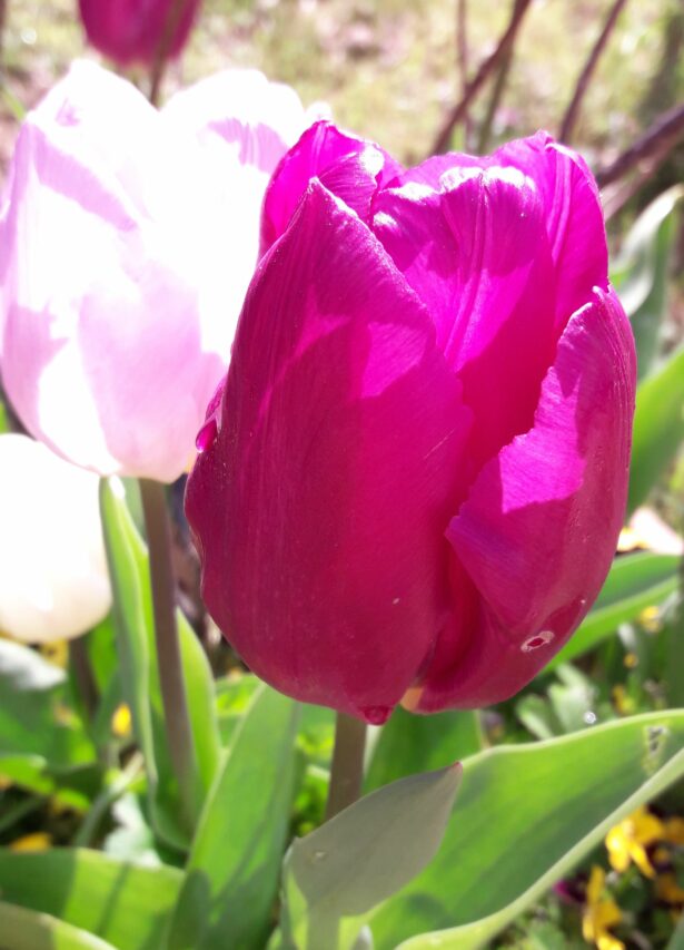 Plantez dès à présent les bulbes qui illumineront le printemps.