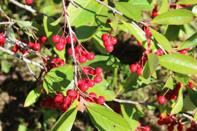 Un superbe arbuste plein de qualités au jardin, adoptez l'aronia arbutifolia.