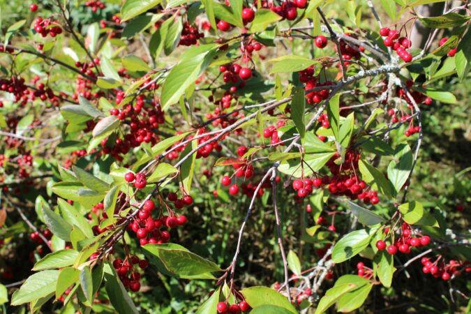 L'aronia arbutifolia, beauté d'automne.