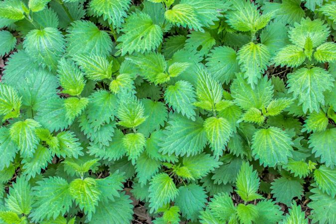 L'ortie, une plante formidable aux multiples vertus, reine de l'atelier cuisine à la Glissade.