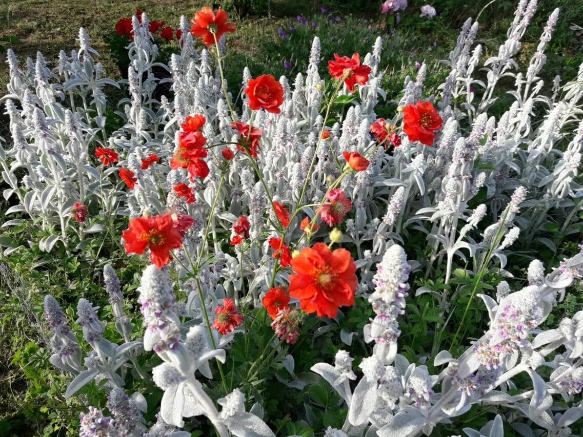 La 1ère guinguette des jardins aura lieu à Saint-André le 10 novembre.