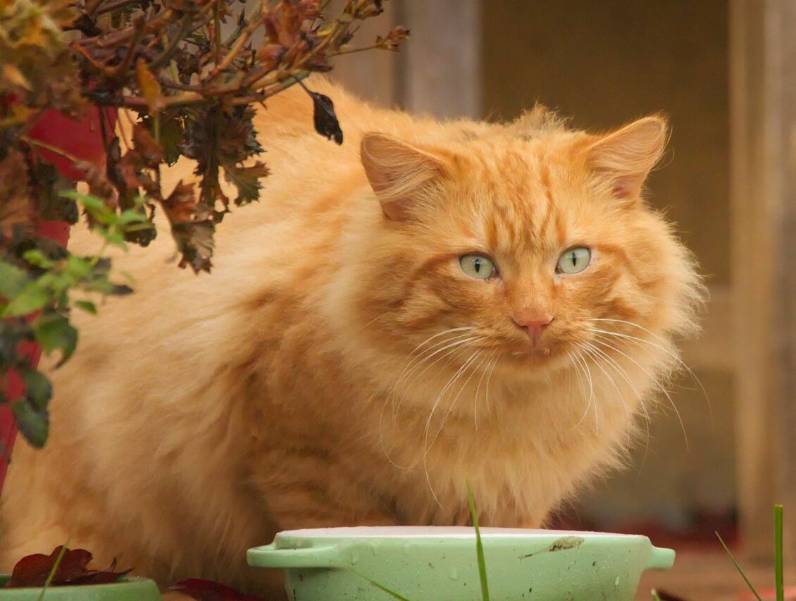 La stérilisation des chats, un acte utile qui participe à la protection de ces animaux.