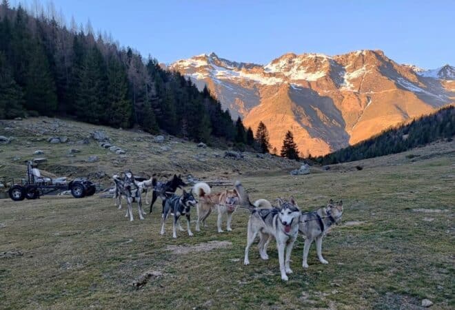 Kart à Chiens Mourtis