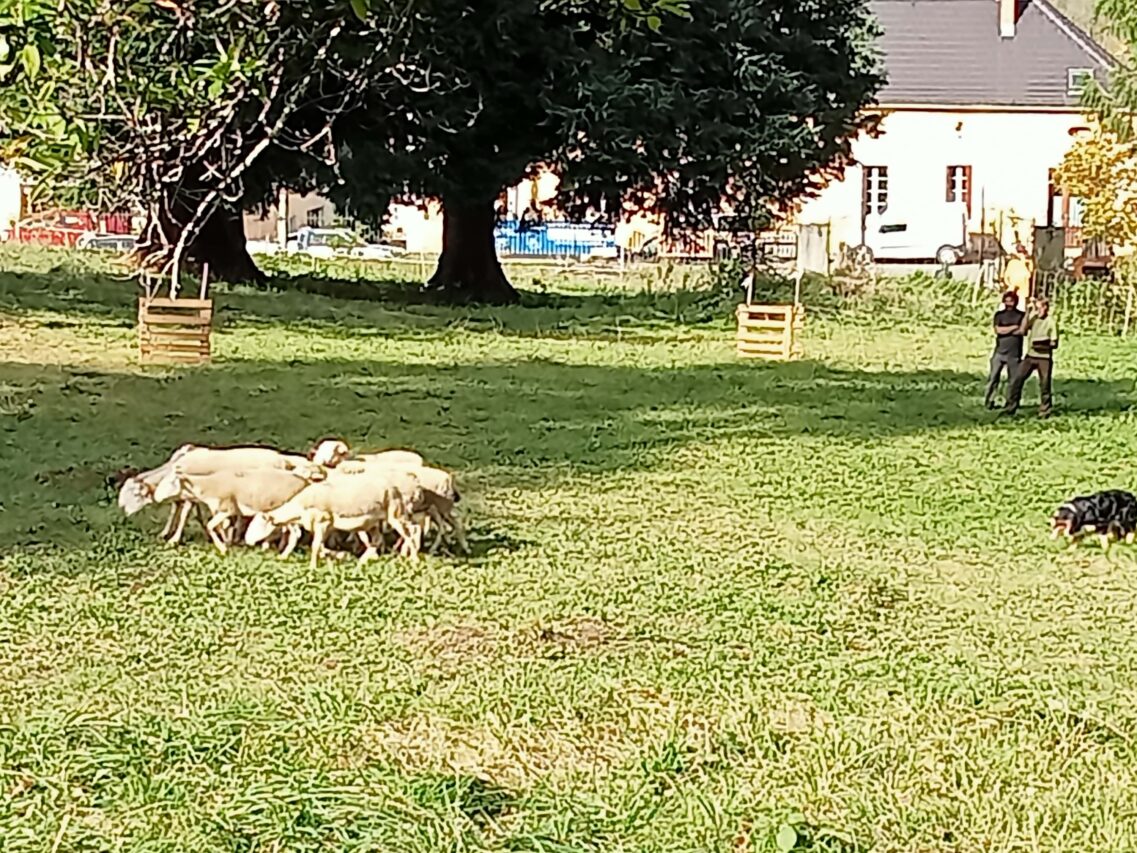 Ils étaient nombreux pour voir travailler les chiens de troupeaux