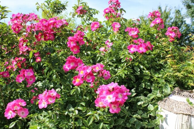 Les rosiers, comme beaucoup d'autres plantes, s'installent en novembre au jardin (ici Rosier grimpant American Pilar)