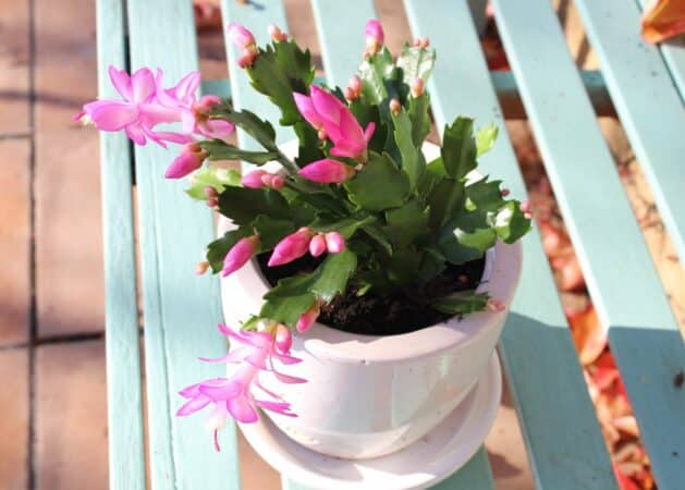 Le cactus de Noël, apprécié pour sa floraison hivernale.