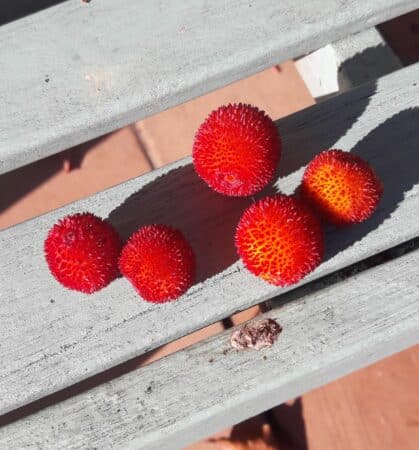 Les arbouses, pour la confiture.