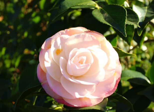 Point de mire du jardin, les camélias offrent des floraisons spectaculaires.