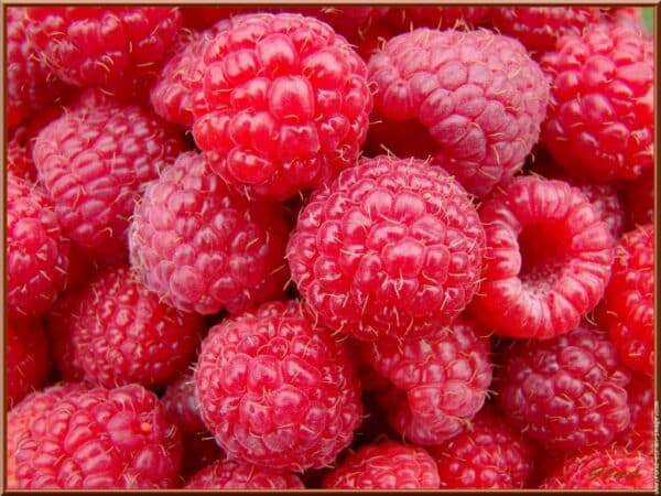 Les framboises, un délice à cultiver au jardin.