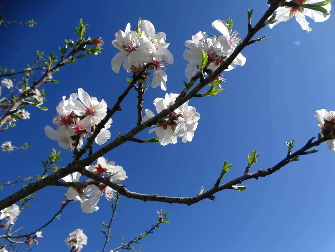 Pour des fruitiers sains et des récoltes abondantes, un stage de taille avec Vivre en Comminges.