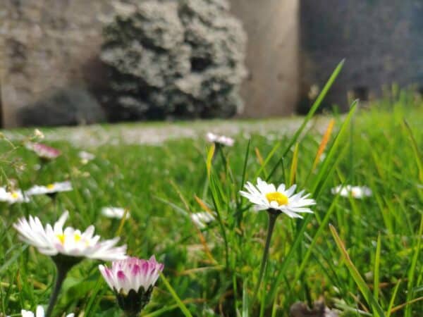 Les espaces verts, mais aussi d'autres secteurs, bénéficient des aménagements communaux à Aurignac.