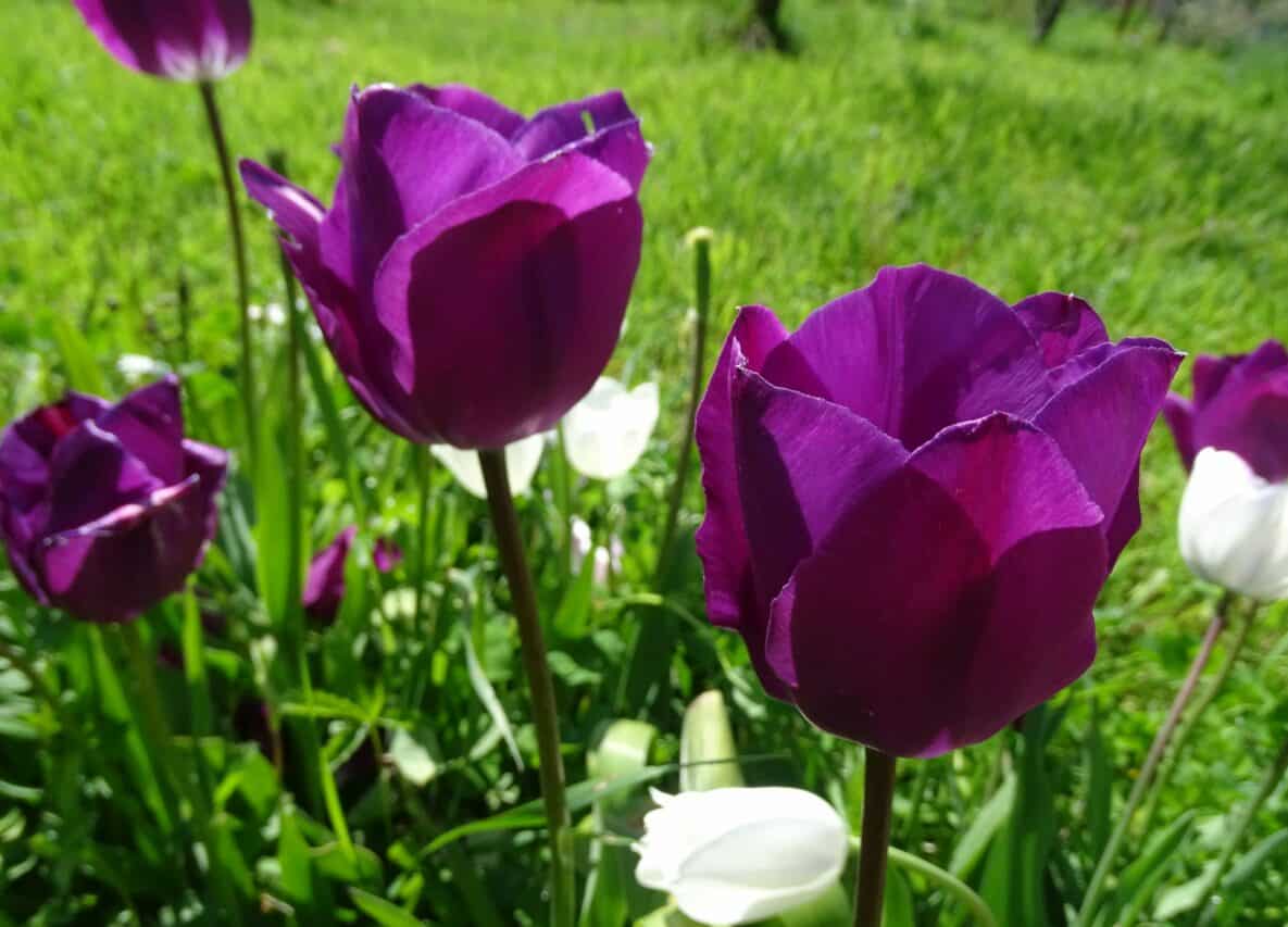 Les bulbes de printemps ou d'été ajoutent des touches de couleurs à la rocaille (ici tulipes).