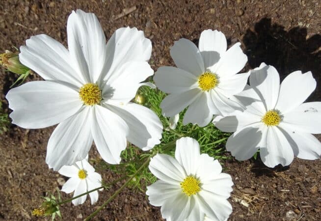 Les cosmos, valeurs sûres pour les annuelles au jardin.