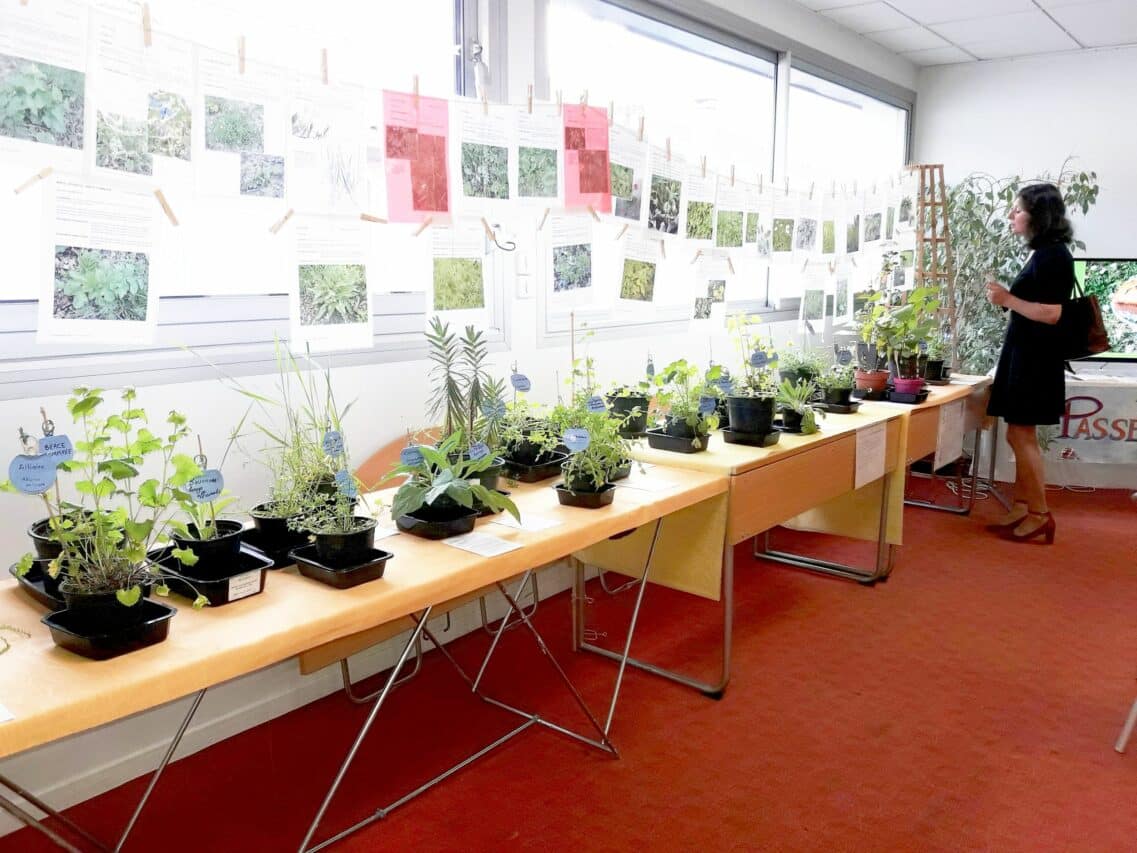 L'association Passe-Graines exposera une vingtaine de plantes sauvages comestibles à Aurignac.