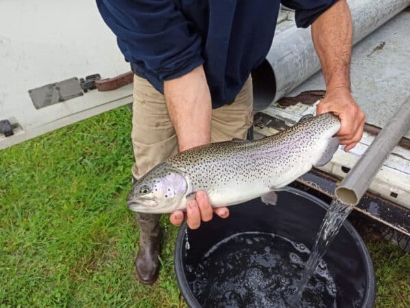 100 kg de poissons (dont 10 kg de grosses pièces) seront déversés dans le lac de Saint-Marcet pour le concours de dimanche.