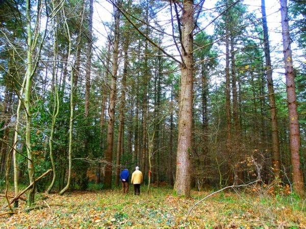 La magnifique forêt des Sources du Touch fait l'objet d'une exposition et d'une journée conviviale à Saint-André.
