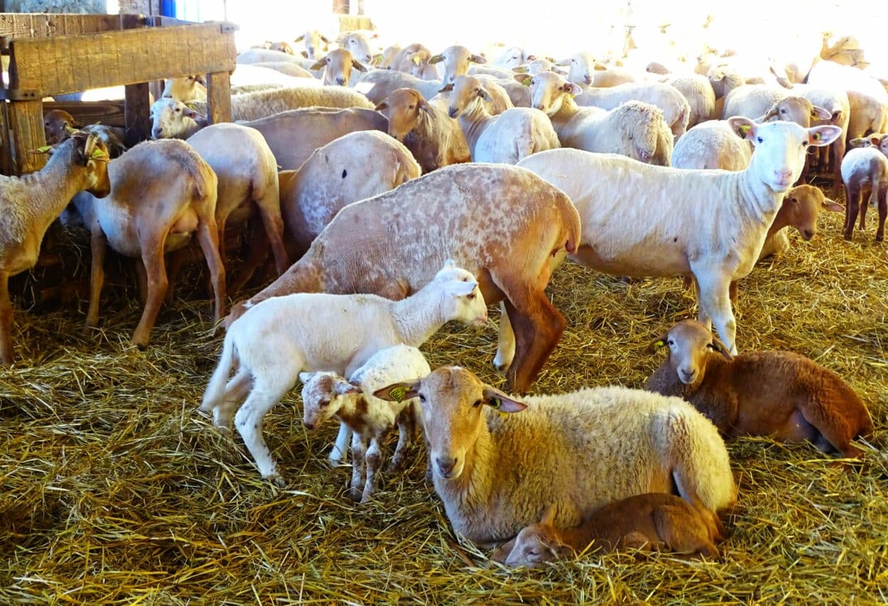 Une ferme pédagogique à Boulogne prochainement (photo illustration).
