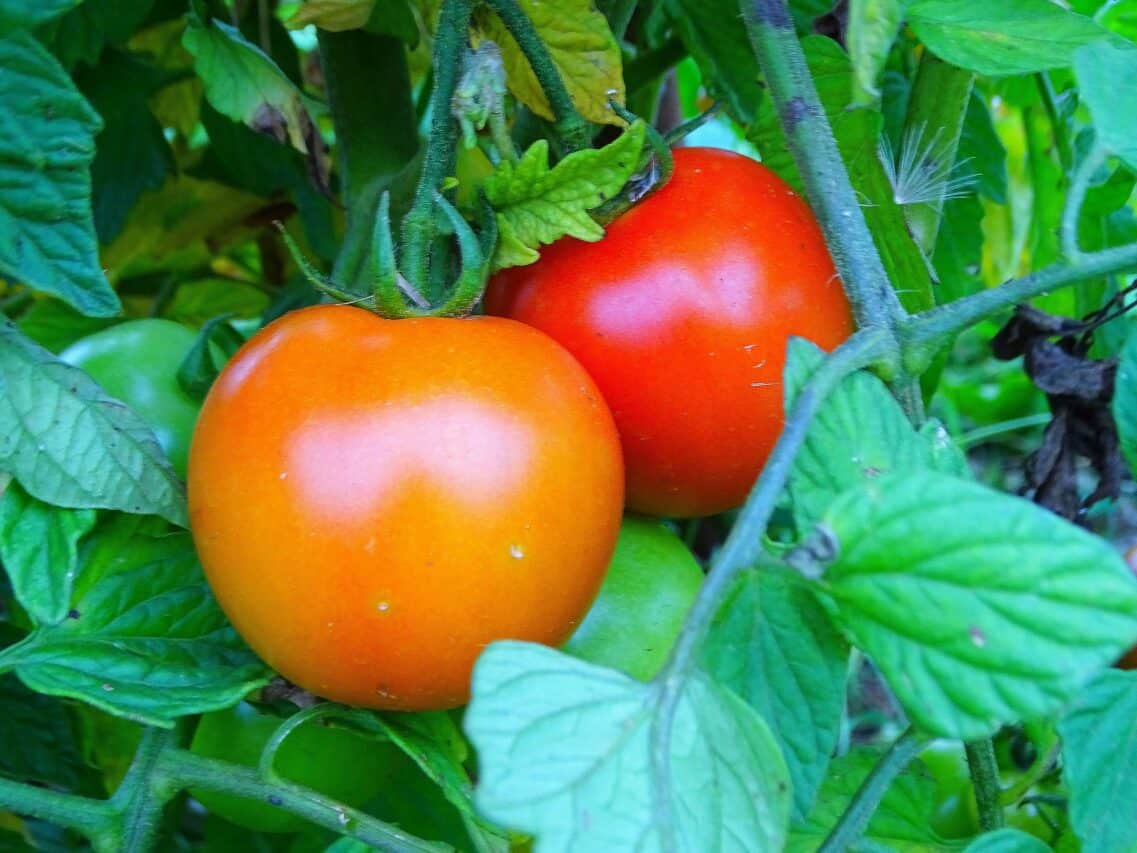 Les tâches du jardinier au potager pour de belles récoltes.