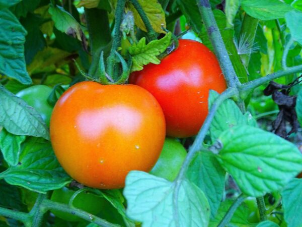 Les tâches du jardinier au potager pour de belles récoltes.