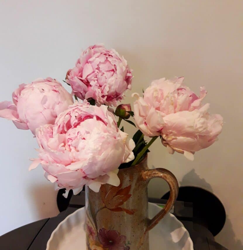 Les pivoines, reines des jardins, pour de romantiques bouquets.