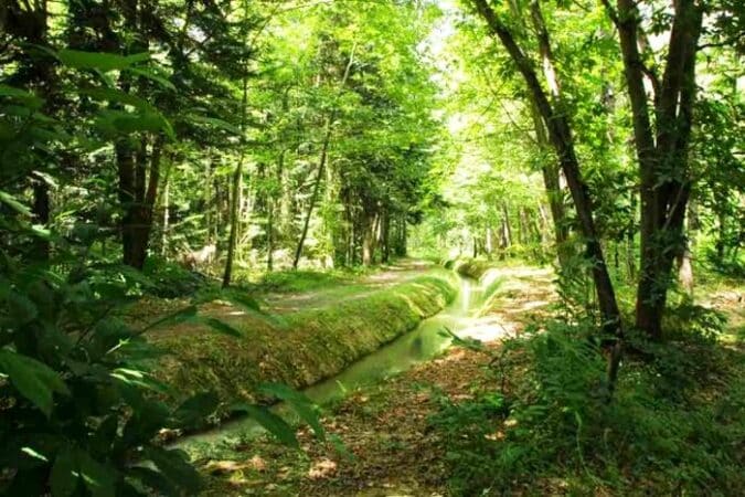 Les bois et leur biodiversité à travers des activités ludiques, les deux rendez-vous gersois des Nuits des Forêtes, à St Blancard et Lupiac. (illustration)