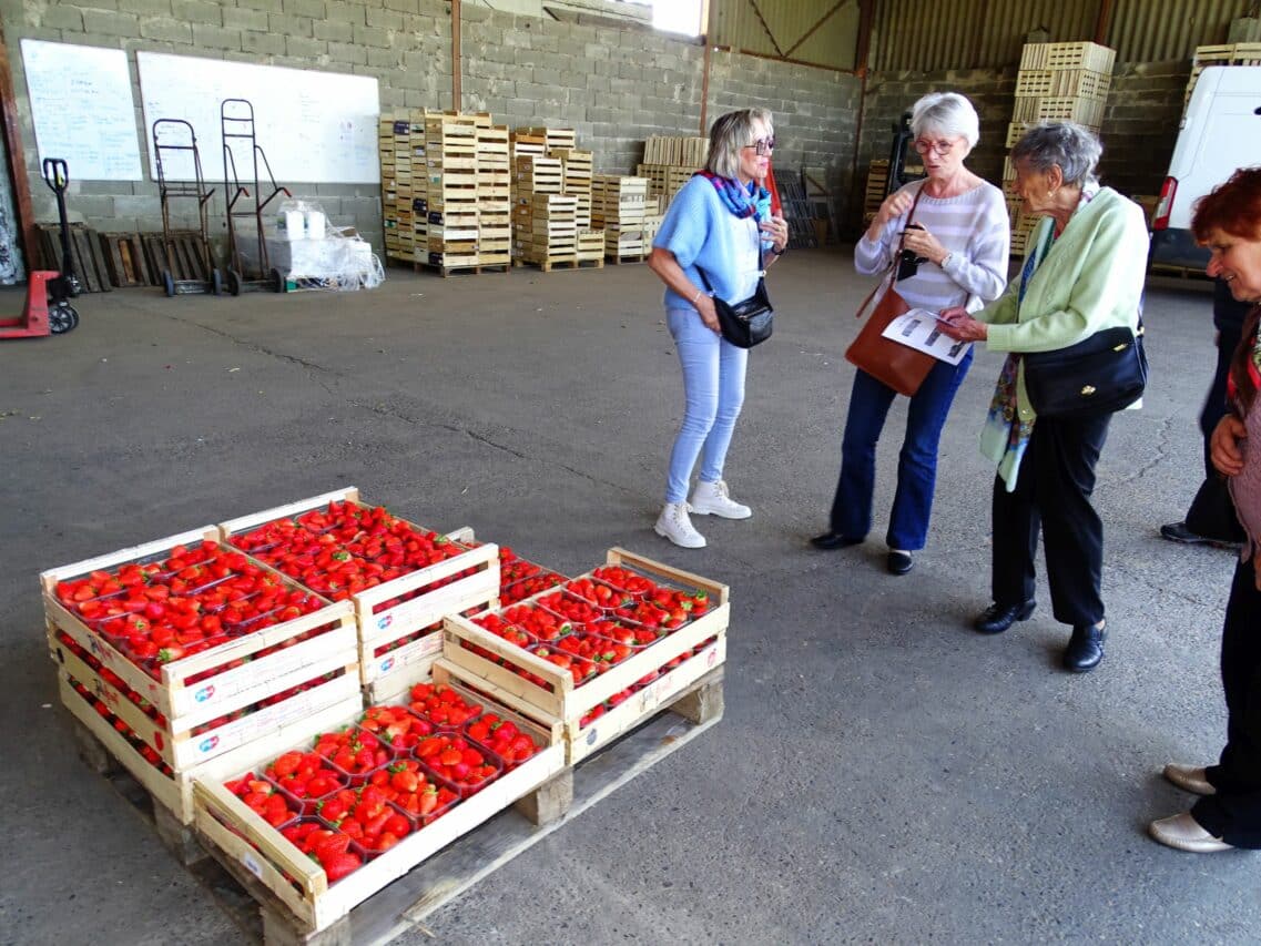 Des fraises à profusion pour les Dynamiques du Tuco, en voyage dans le Lot-et-Garonne.