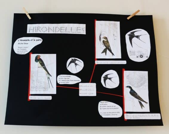 Tout savoir sur les hérissons, les rainettes et les hirondelles, avec l'expo du CMJ d'Aurignac.