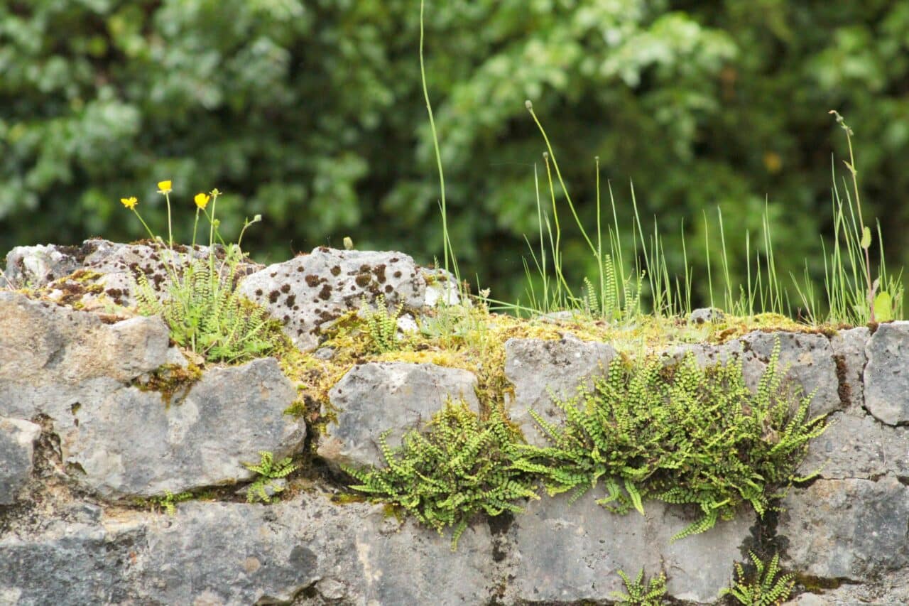 Les plantes muricoles et l'art de tresser les fleurs en couronne au programme des Rendez-vous aux Jardins, au musée de Montmaurin.
