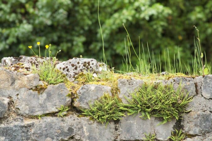 Les plantes muricoles et l'art de tresser les fleurs en couronne au programme des Rendez-vous aux Jardins, au musée de Montmaurin.