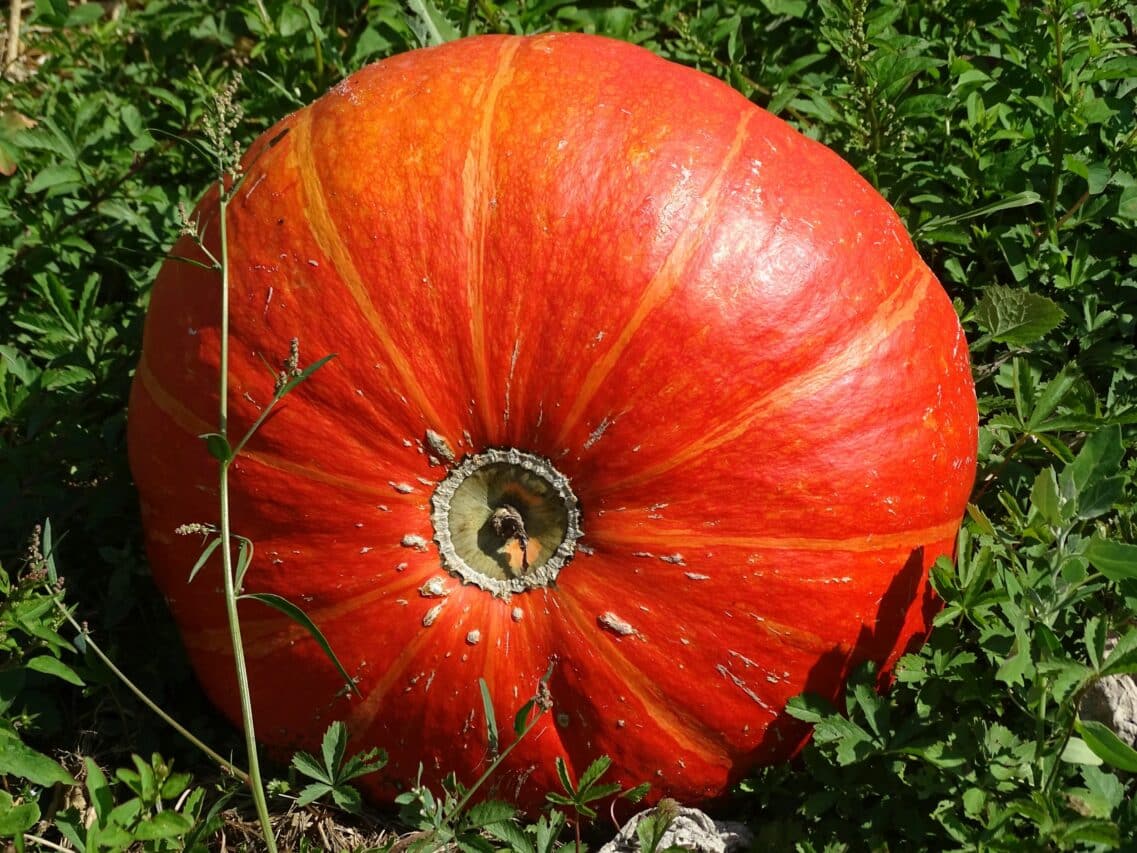 Pour de bons gros légumes bien joufflus et des plantes fertilisées au naturel, rien ne vaut le compost maison.