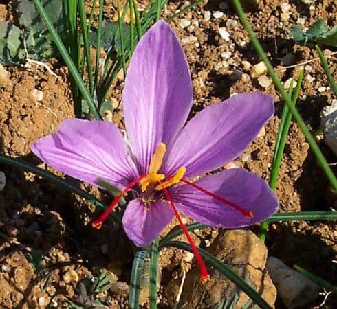 Une petite safranière dans votre jardin, les conseils de culture dans la chronique.