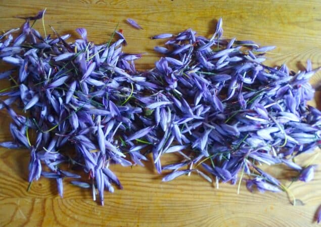 Cueillir les fleurs du crocus avant qu'elles ne s'ouvrent, le secret de la récolte du safran.