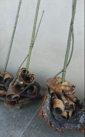 valorisation du patrimoine culturel immatériel des montagnes d’Europe Tramontana.