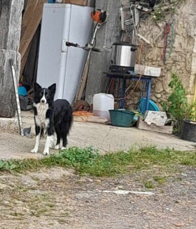 Un chien errant de type border-collie est actuellement à Montmaurin et attend ses propriétaires.