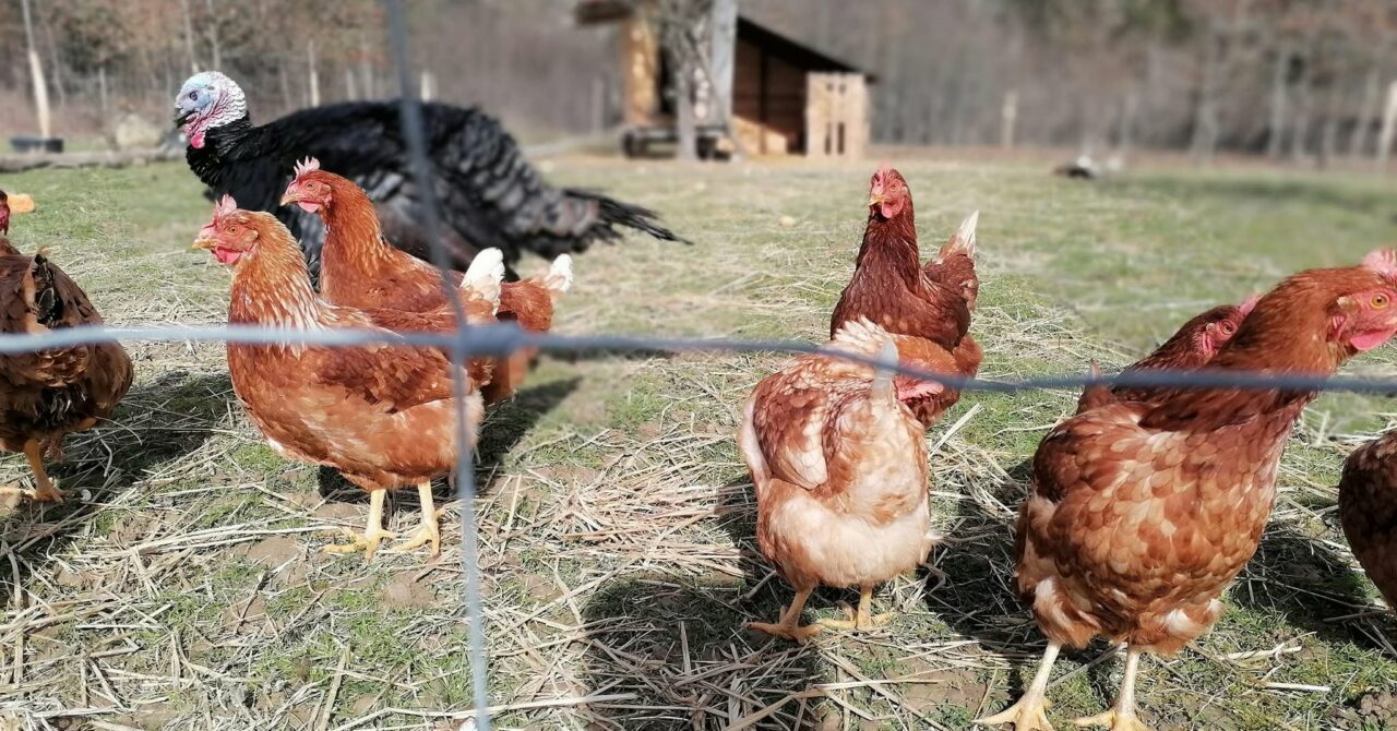 Danse à la ferme Un pas en arrière, réservez la date.